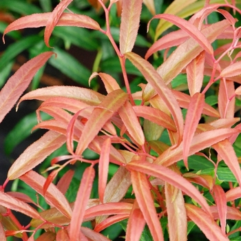 Leucothoe keiskei 'Opstal16' 28,201