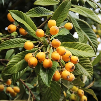 Eriobotrya japonica