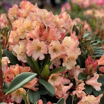 Rhododendron 'Honey Butter' 