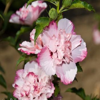 Hibiscus syriacus 'Danica' 