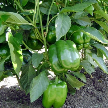 Capsicum annuum 'Lady Bell' 
