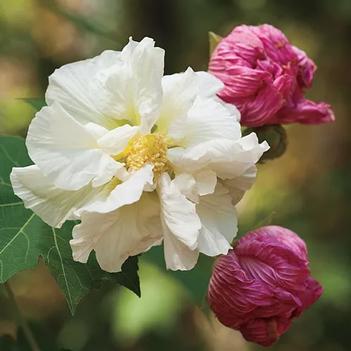 Hibiscus mutabilis