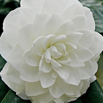 Camellia japonica 'White by the Gate' 