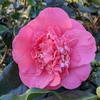 Camellia Japonica 'R.L. Wheeler' 