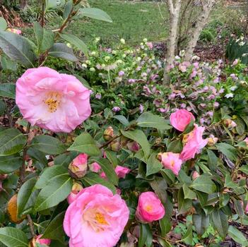 Camellia japonica 'April Remembered' PP29857P2