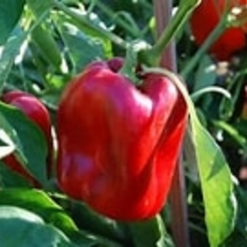 Capsicum annuum 'Red Knight' 