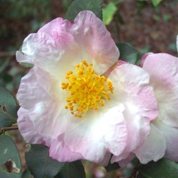 Camellia sasanqua 'Daydream' 