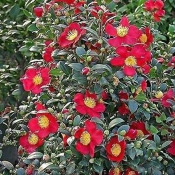 Camellia sasanqua 'Yuletide' 