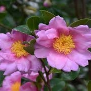Camellia 'Autumn Pink Icicle' 