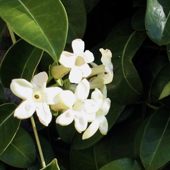 Stephanotis floribunda