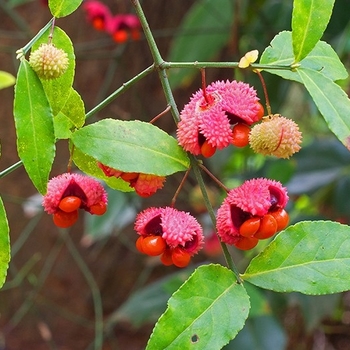 Euonymus americanus