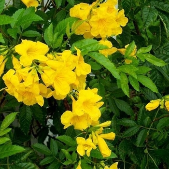 Tecoma stans 'Gold Star&trade;' PP21012
