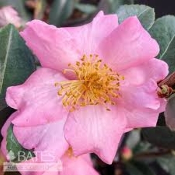 Camellia 'Londontowne Blush' 