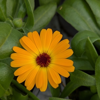 Calendula 'Power Daisy Mango' 