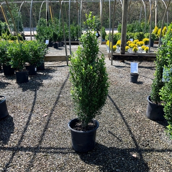 Ilex vomitoria 'WAHP-SL' PP20056P3