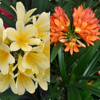Clivia miniata 'Belgian Hybrid Yellow'