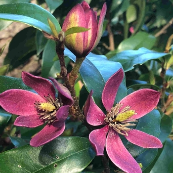 Magnolia figo var. skinneriana