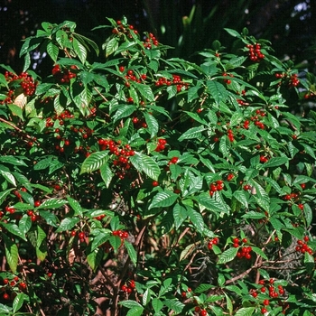 Psychotria nervosa
