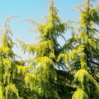 Cedrus deodara 'Gold Cone' 