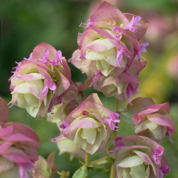 Origanum vulgare 'Kent Beauty' 