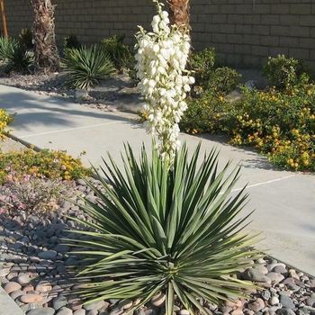 Yucca 'Multiple Varieties' 