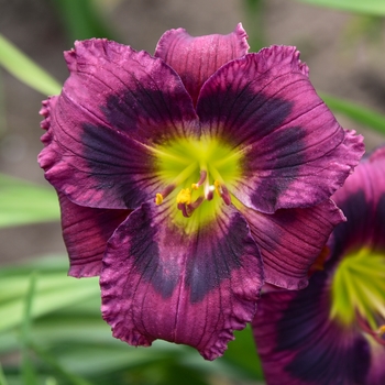 Hemerocallis 'Kansas Kitten' PP22,774
