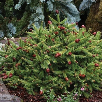 Picea abies 'Pusch' 