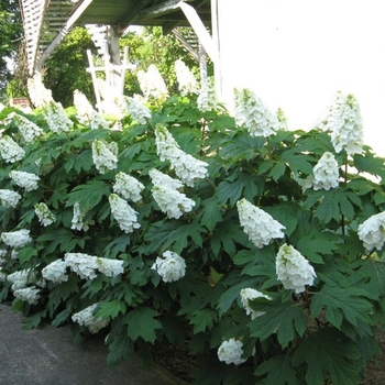 Hydrangea quercifolia 'GreN1' 