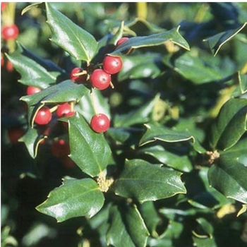Ilex x meserveae 'Mesdob/Mesog' 