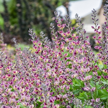 Baptisia 'Grape Escape' 