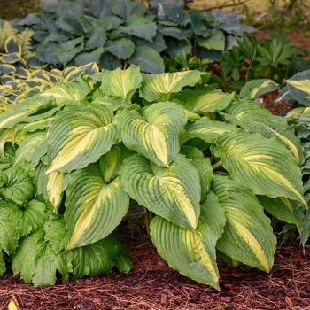 Hosta 'Love Story' PP34224