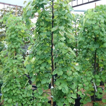 Cercis canadensis 'Cascading Hearts' 