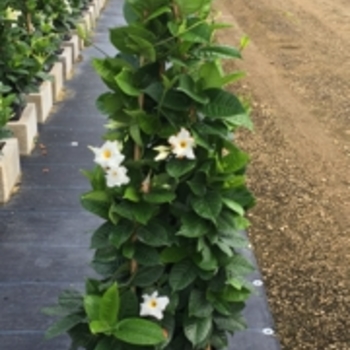 Mandevilla 'Bella White' 