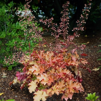Heuchera 'Indian Summer Orangeberry' 