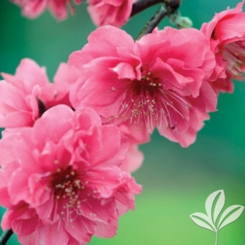 Prunus 'Crimson Cascade' 