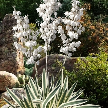 Yucca filamentosa 'Ivory Tower' 
