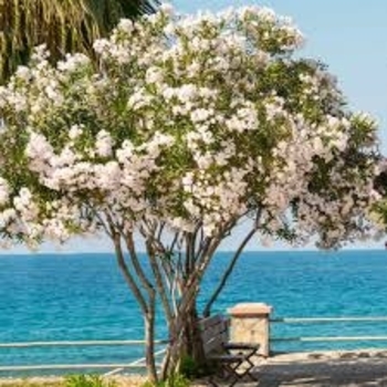 Nerium oleander