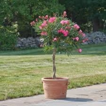 Nerium oleander
