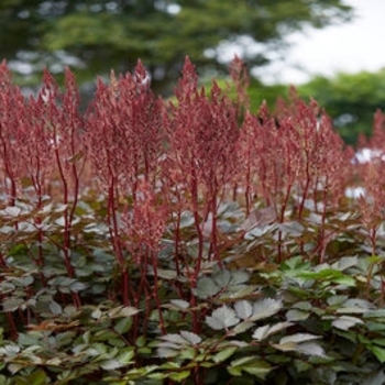 Astilbe chinensis 'Chocolate Cherry' USPP24602P2