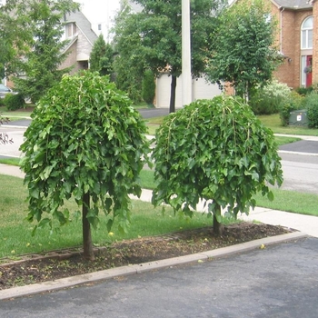 Morus alba 'Pendula' 
