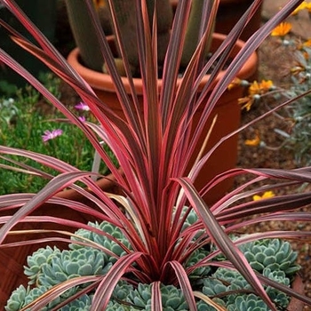 Cordyline 'Salsa' PP26154