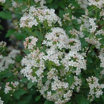 Physocarpus opulifolius 'Nanus' 