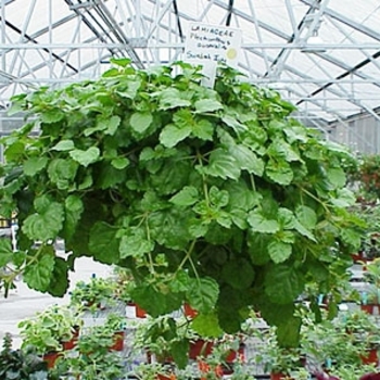 Plectranthus verticillatus