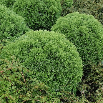 Thuja occidentalis 'Little Giant' 