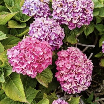 Hydrangea macrophylla 'Merriit's Supreme' 