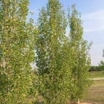 Populus 'Jefguard'