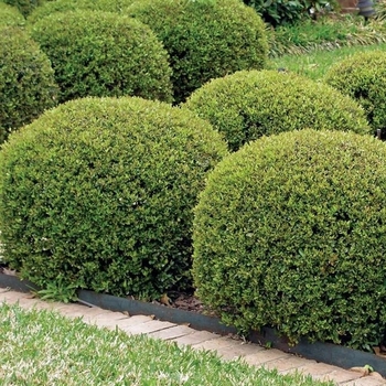 Ilex crenata 'Golden Hoogendorn&trade;' USPP21415P2