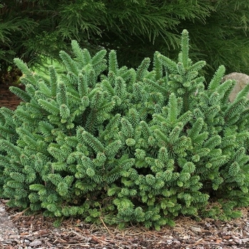 Picea abies 'Motala' 
