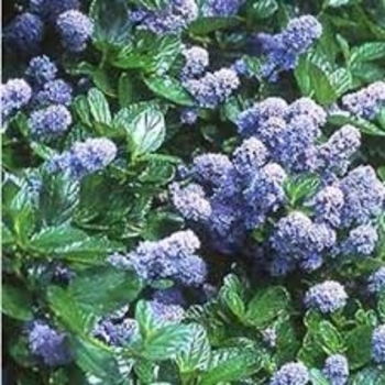 Ceanothus griseus var. horizontalis 'Yankee Point' 