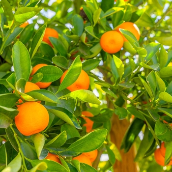Citrus reticulata 'Brown Select' 